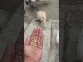 KING 👑#pigeon #kabootar #kabootarba #kabutar #shorts #bird #subscribe