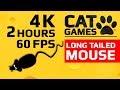 CAT GAMES - 🐭 LONG TAILED MOUSE (ENTERTAINMENT VIDEO FOR CATS TO WATCH) 4K 60FPS 2 HOURS