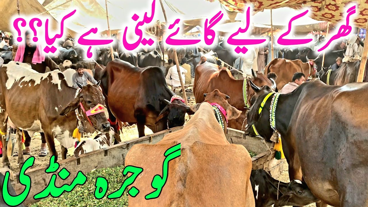 Gojra Cow Mandi | Australian Friesian Cow | Cholistani Cow || Global Village Farming