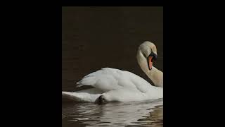 Dad Swan 5 canon r7 5k