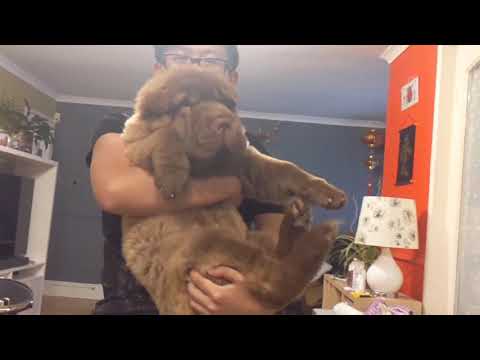 Video: Ինչպես բուժել Shar Pei- ի ալերգիաները