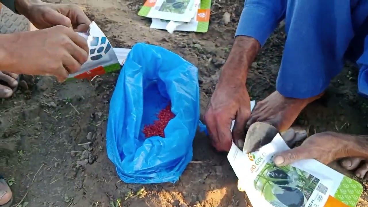 How to Grow eggplant's (Baigan)/ Baigan k Plants lagany ka Tarika || Urdu / Punjabi 