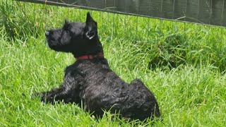 We got a Giant Schnauzer Puppy!