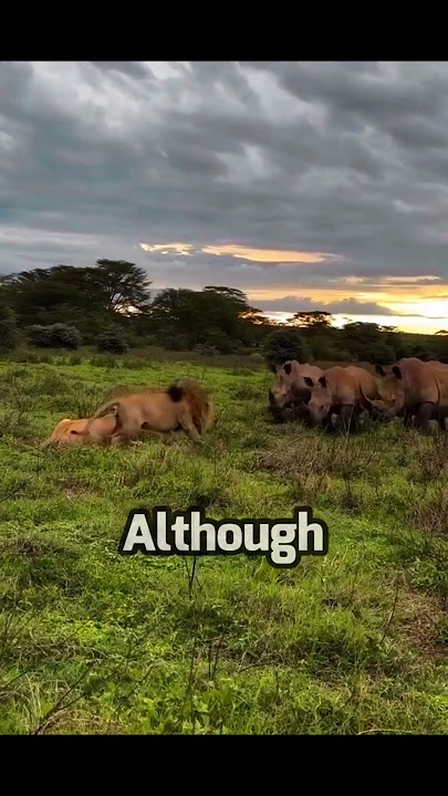 BRAVE LION Fight Off Giant RHINO'S ! #wildfight #wildanimal #hunting #wildlife #rhino #lion #brave