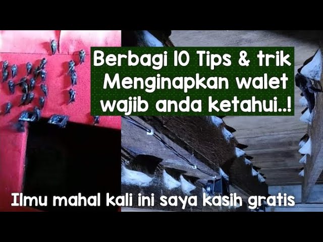 10 Tips & Trik agar walet cepat menginap dan mbentuk koloni pada gedung walet baru & lama class=