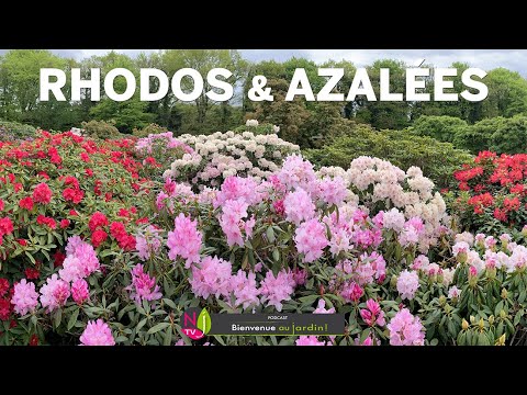 Vidéo: Sporting Of Azalea Blooms - En savoir plus sur les différentes fleurs d'azalées colorées