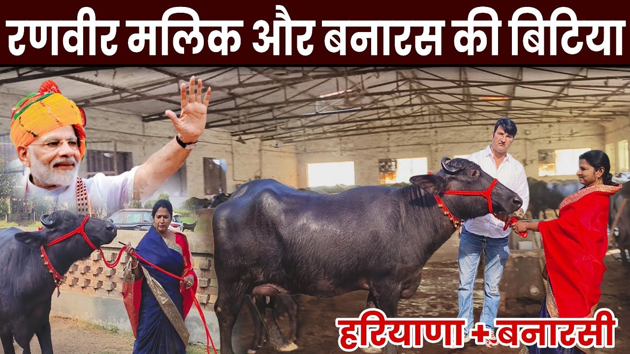 मुर्रा भैंस खरीदने से पहले यह वीडियो जरूर देखें — रणवीर मलिक की टिप्स जानें #farming #murrahbuffalo