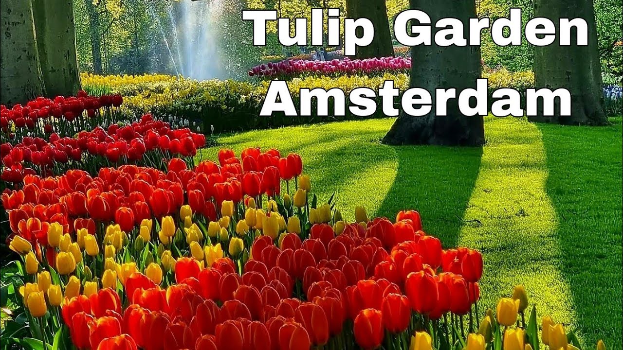 Tulip Garden Amsterdam, Tulip Tour, 4K Video ,Keukenhof 2025, Tulip Show 2025