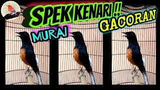 MURAI BATU GACOR _Spek Vokal KENARI || SPEK KICAU & ANGGUNGAN
