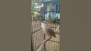 cigun bren alam rapatt koleksi mmng adri