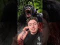 Lequel de ces singes voyez-vous ressortir vainqueur ? #chimpanzee #orangutan #animal