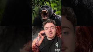 Lequel de ces singes voyez-vous ressortir vainqueur ? #chimpanzee #orangutan #animal