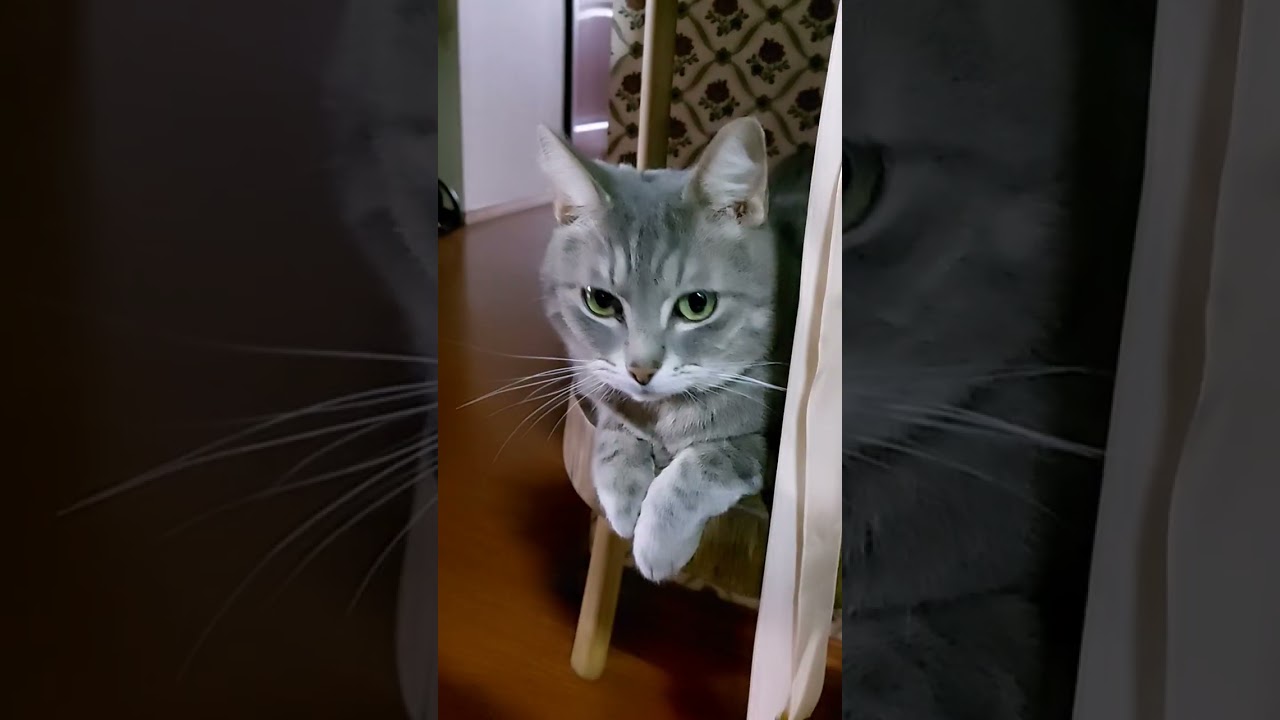 А что если 🐈 