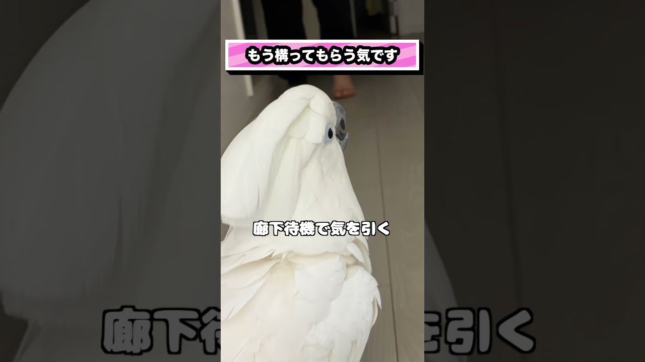 ママに見られるだけで嬉しいゆきまる氏 #shorts