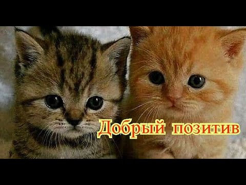 Приколы с котами|