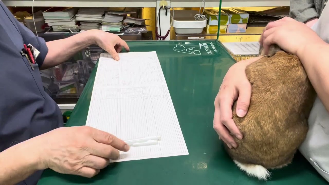 ② Examination of Korosuke the mini rabbit - YouTube