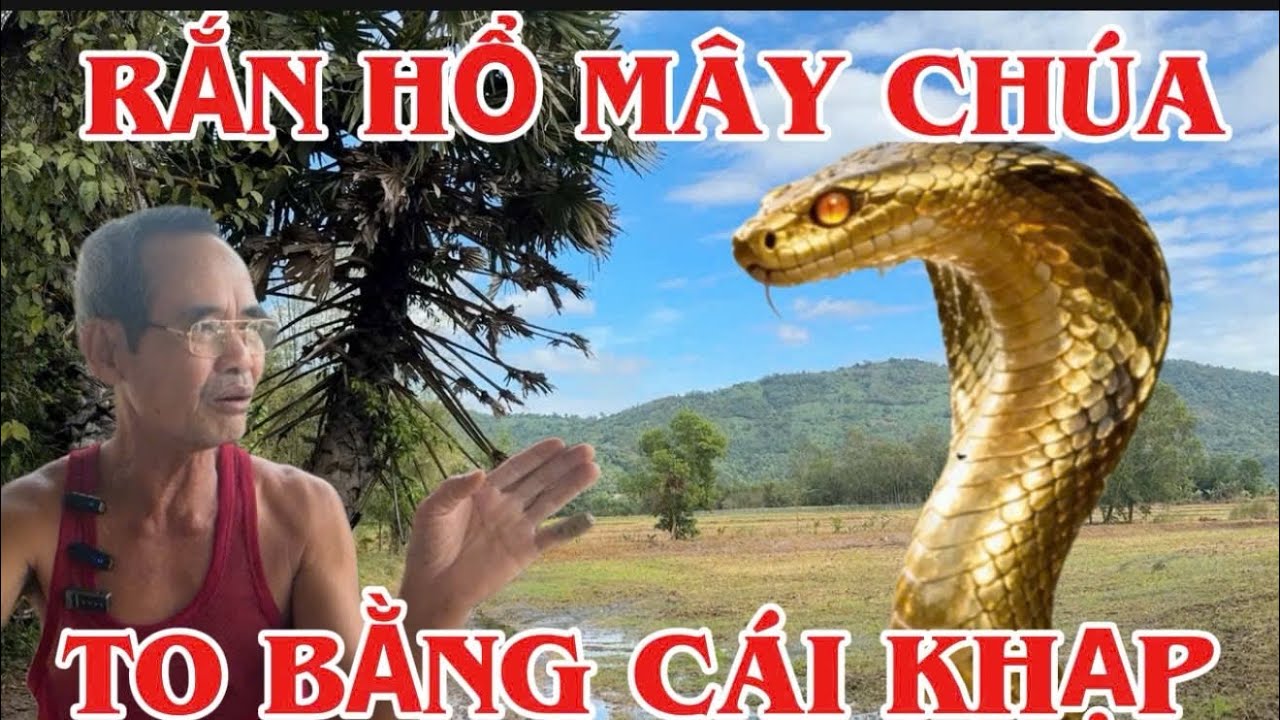 Anh 2 sống nhiều chục năm ở vùng bảy núi thất sơn chạm trán rắn hổ mây khổng lồ ở núi cấm