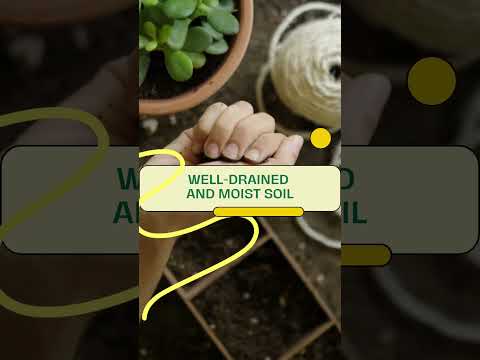 Video: Strawberry Begonia Plants - How To Grow A Strawberry Begonia Krukväxt