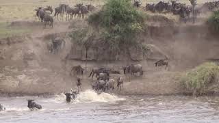 Croc eats Wildebeest