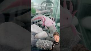 The Axolotl is WEIRD