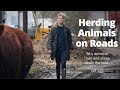 Herding Farm Animals on the Roads | British Farming