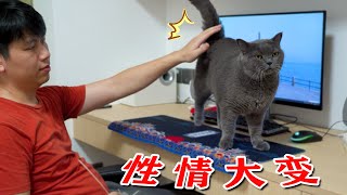 这只猫似乎懂得感恩，住上豪宅后变得超级黏人！