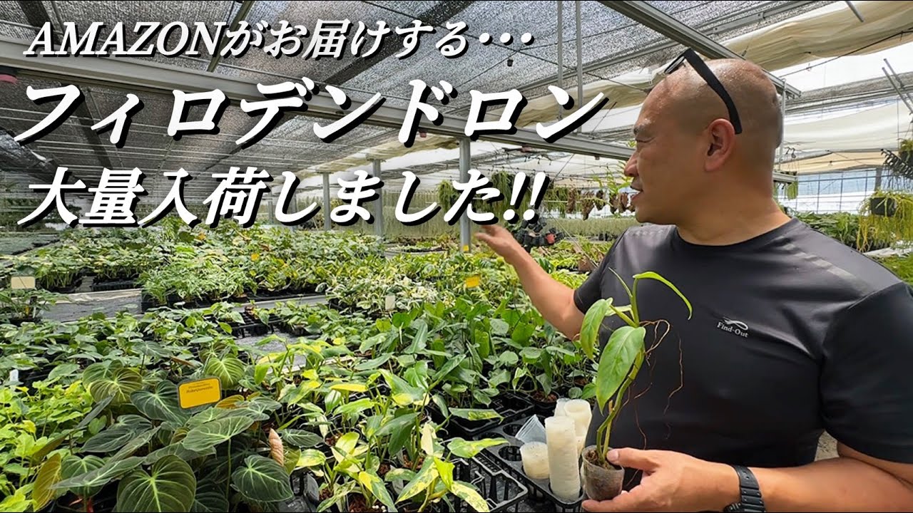 #18 当社がお勧めするフィロデンドロンたちをご紹介します!!