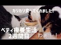 ベティ療養生活2週間が経過しました！腎不全猫奇跡の回復