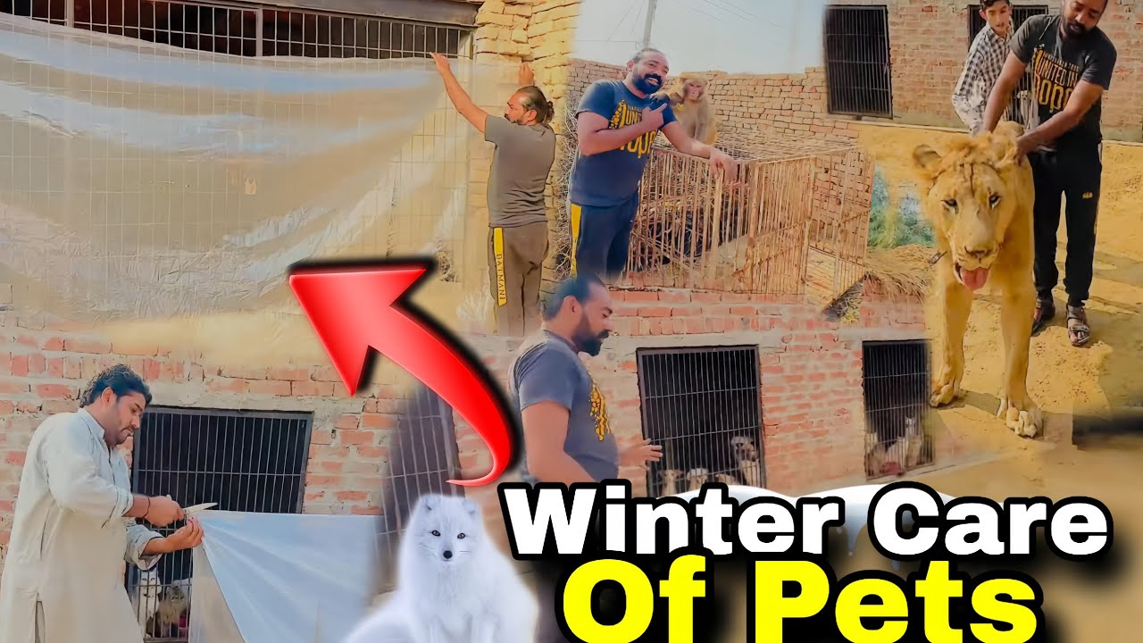 winter-pet-care-how-to-keep-lion-monkey-dogs-cats-warm-in-cold