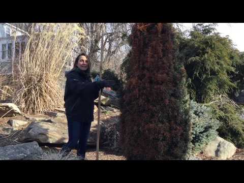 Video: Evergreen Snow Damage - Popravak oštećenja od snijega na zimzelenom grmlju