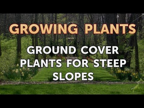 Ground Cover Plants For Steep Slopes You Ground Cover Plants For Steep Slopes, How To Plant Ground Cover Under Trees