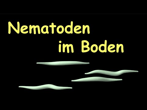 Video: Wo leben Nematoden?