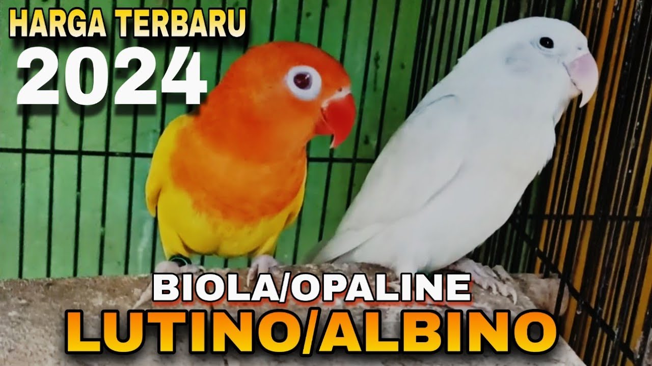 Mengenal Jenis Lovebird Lutino dan Albino: Keindahan dan Karakteristiknya Mengenal Jenis Lovebird Lutino dan Albino: Keindahan dan Karakteristiknya