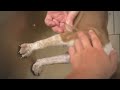 Remove monster mango worms from poor dog  mango worms removal 38