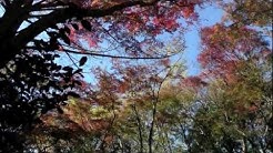 吉田由利子 Youtube