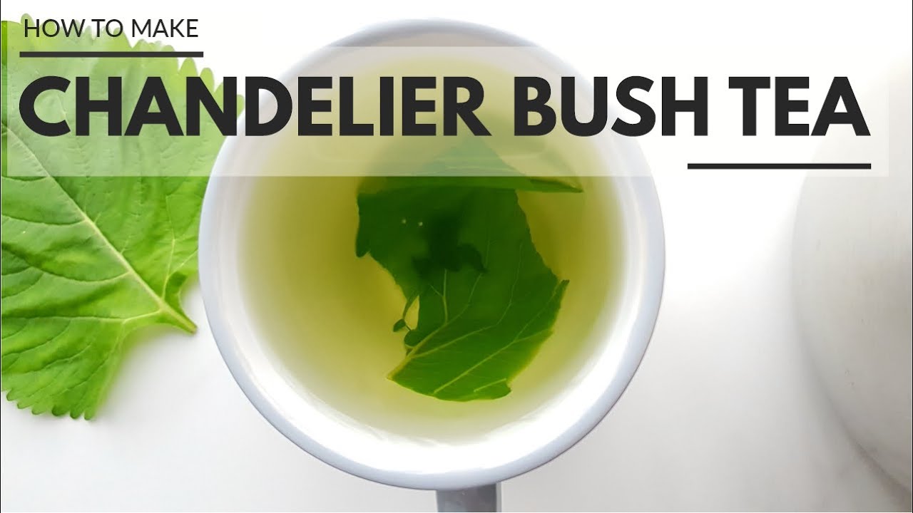 How to Make Chandelier Bush Tea (Shandilay Bush Tea) YouTube