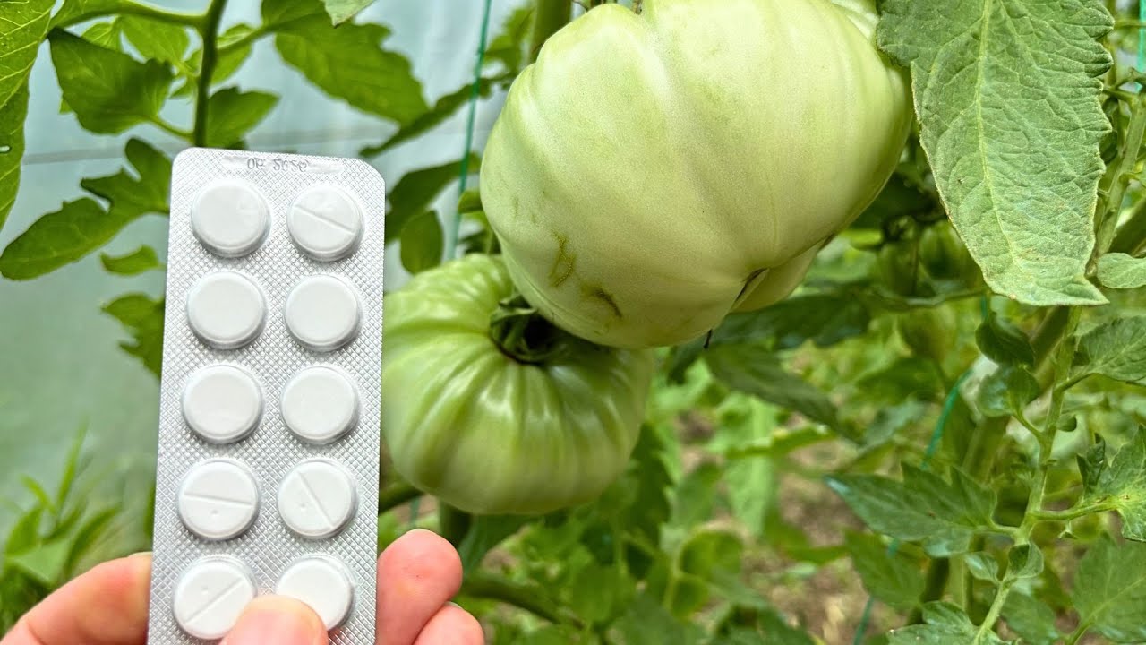 Растения никогда больше не заболеют, если вы примете это лекарство!