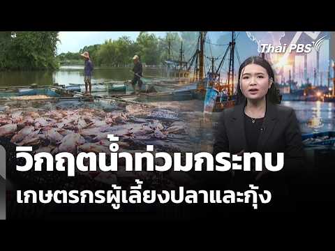 Flood Crisis Impacts Fish and Shrimp Farmers | Noon News | Oct 23, 2026