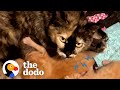 Protective mama cat scared of humans falls in love with her foster moms cat  the dodo cat crazy