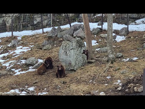 Nature: 2 Black Bears Fighting & Playing In A Natural Park.