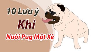 10 lưu ý quan trọng và kinh nghiệm nuôi chó Pug mặt xệ | Cách nuôi chó pug.
