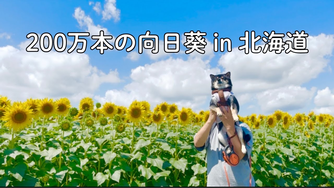 【豆柴】２００万本のひまわりを見にいってきました～！そこで出会ったものとは！？　～北竜町ひまわりの里～