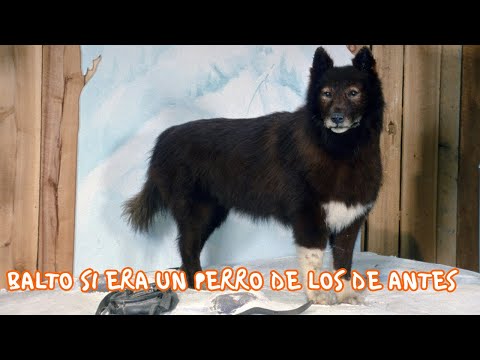 Balto si era un perro de los de antes - Los Más Rudos de la Historia