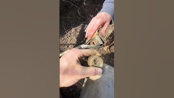 Carbona bottle dug!! Bottle digging !! #bottledigging #metaldetecting #treasure #shorts