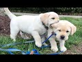 Top FUNNY PUPPIES That Will Make You Laugh Out Loud Funniest Animal Videos 