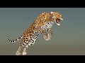 Leopard Animated 3D Model video