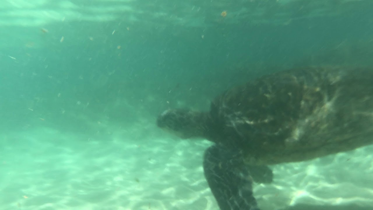 Snorkeled with turtles at Ho'okipa Beach Park Paia Maui Hawaii YouTube