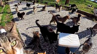 The Incredible Life of a Man Who Lives for Street Cats