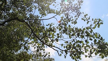 Nature Moments: The Songs of Trees