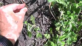 Видео Молодая берёзка. (автор: Сергей Чеботарёв)